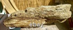 Tronc en bois pétrifié naturel de grande taille - Pièce rare, très lourde, pour exposition